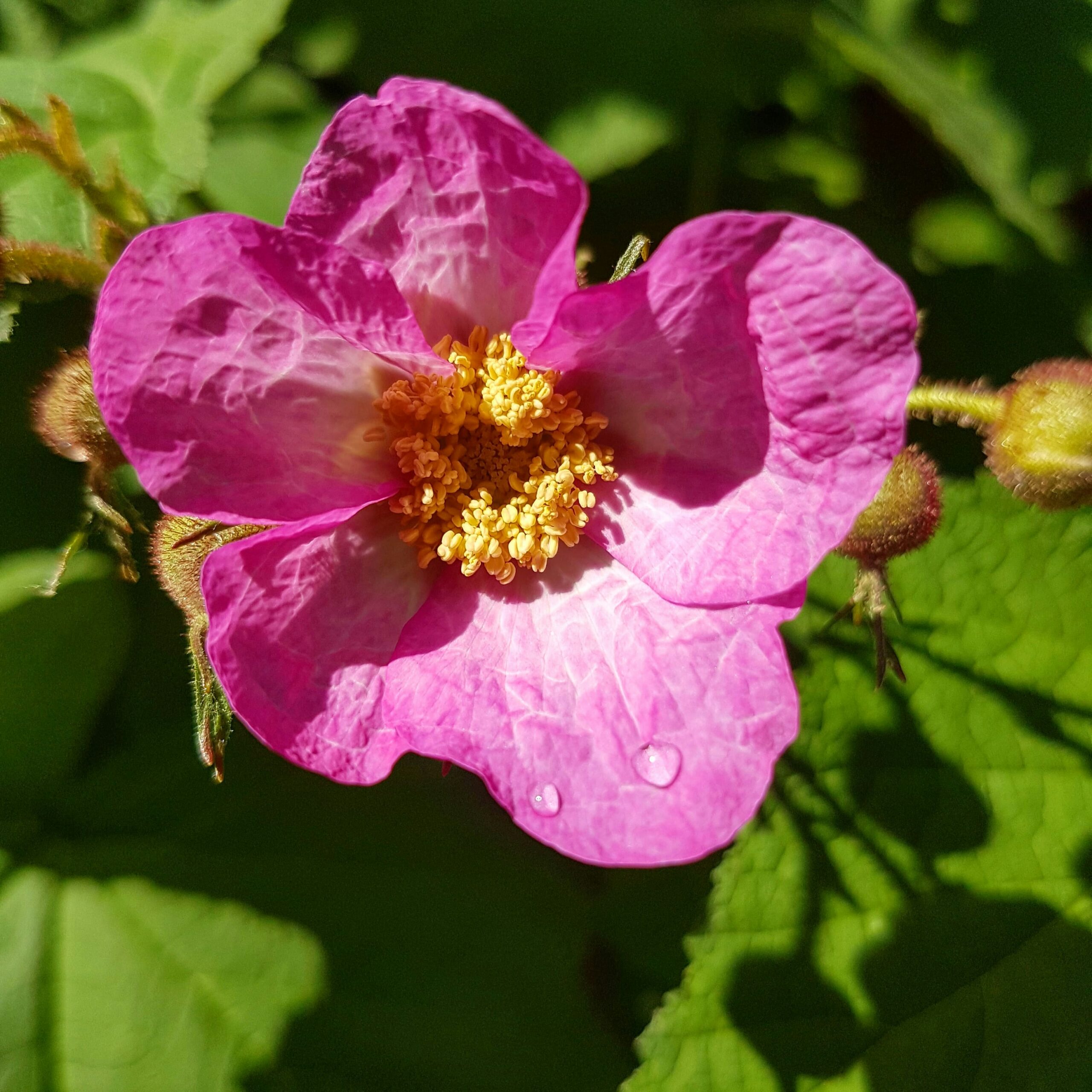 Rosa rugosa