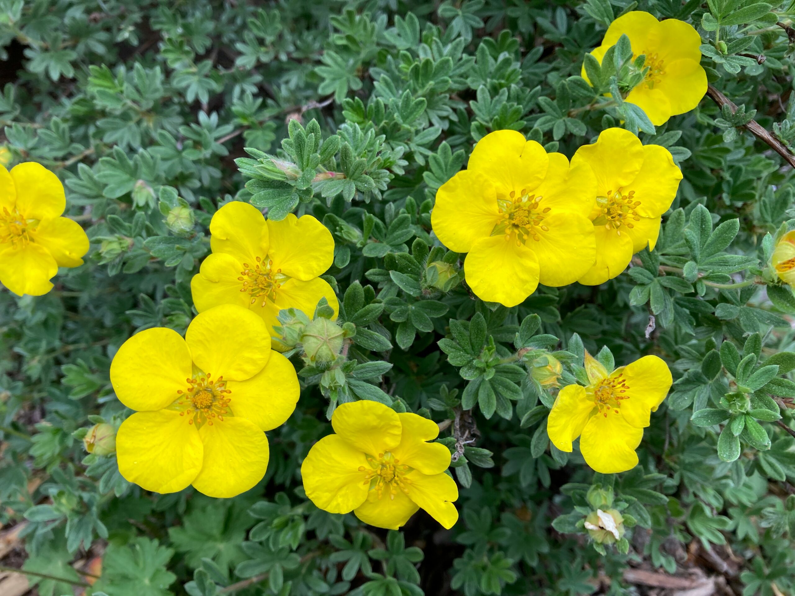 Potentilla fruticosa