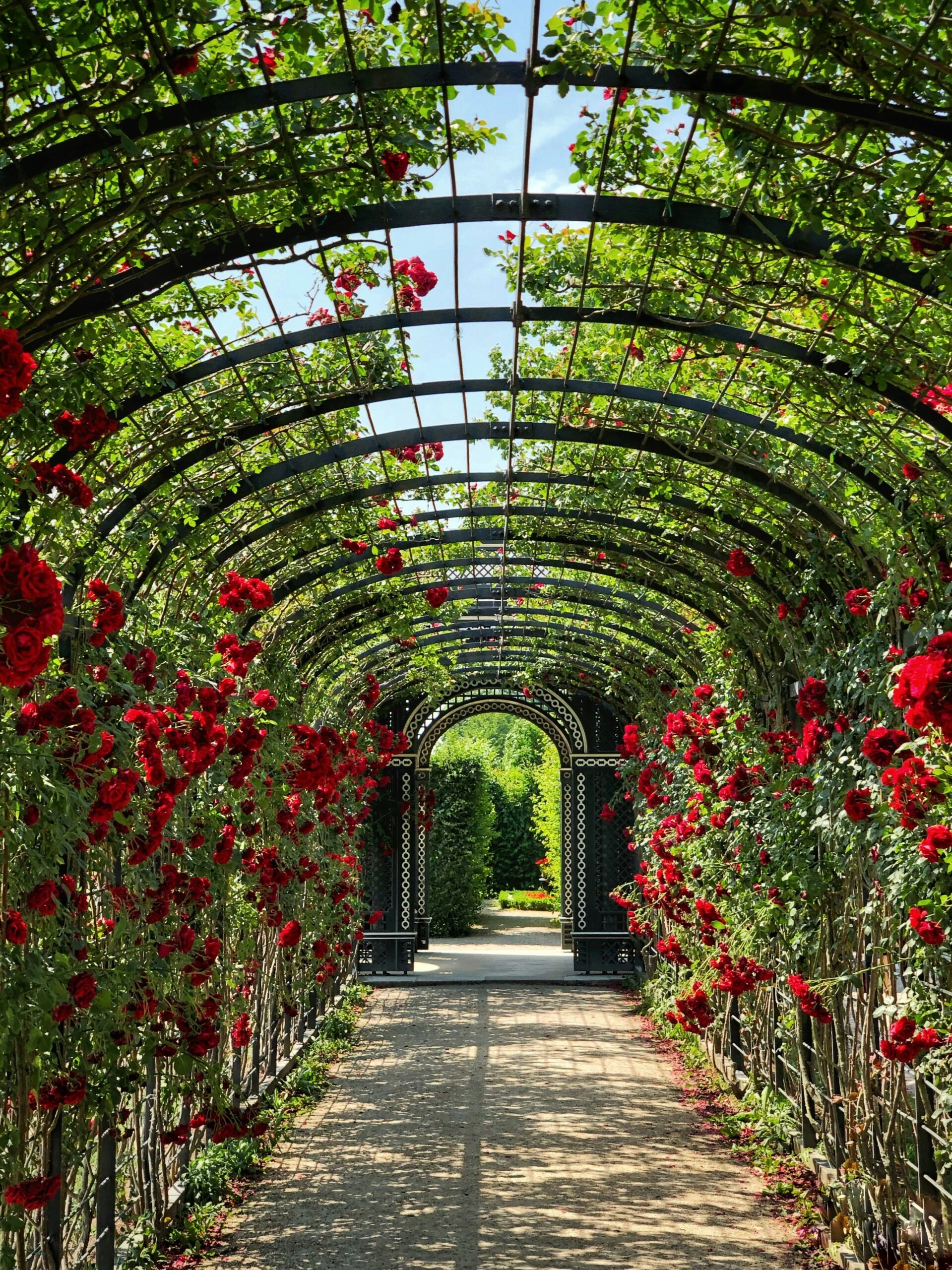 Cannocchiale di rose rugose