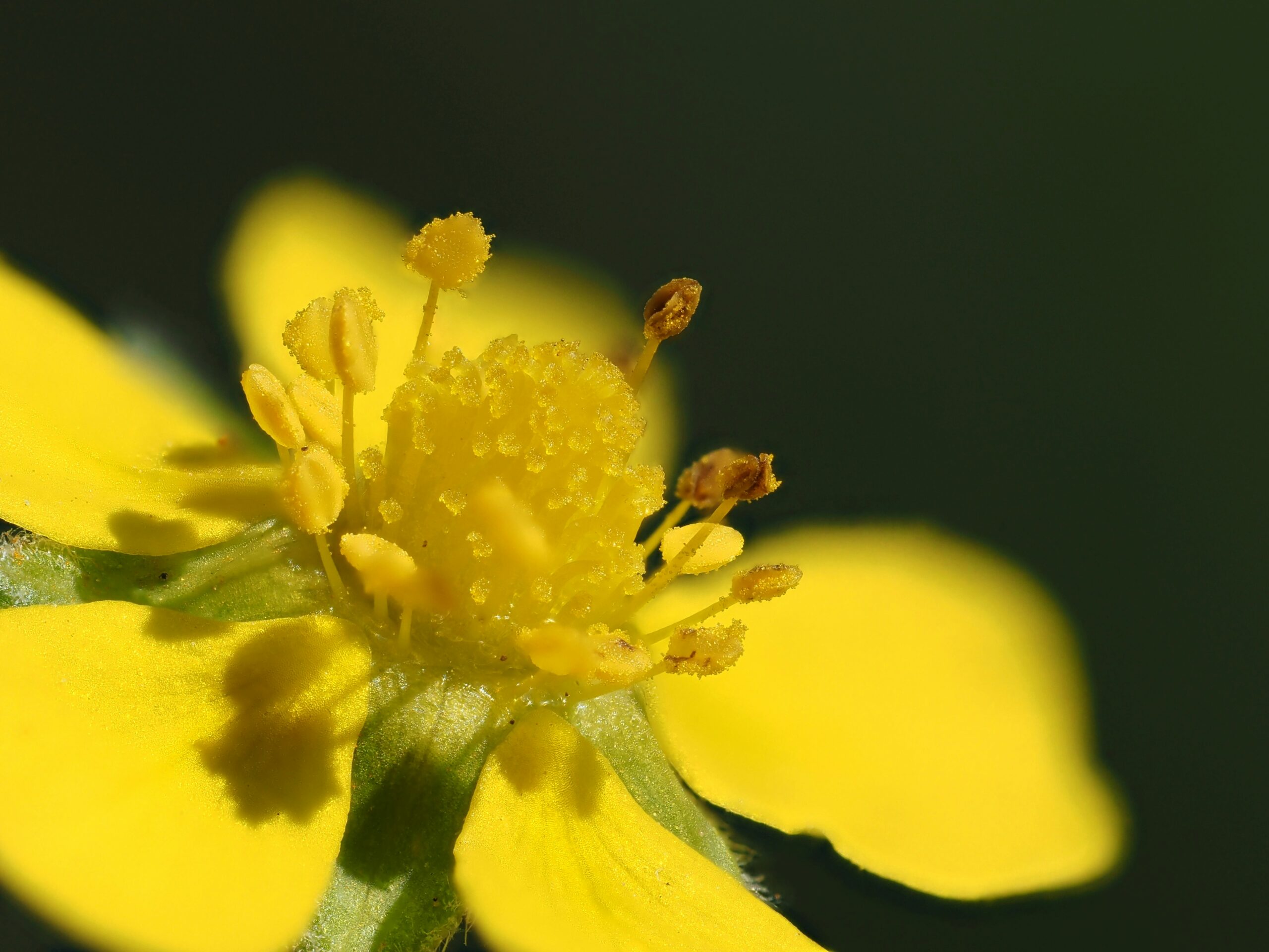 Potentilla fruticosa